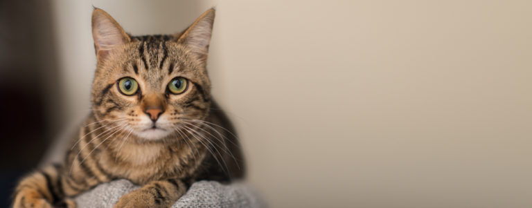 Obesitas en andere eetstoornissen bij katten