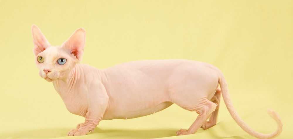 Bambino sphynx