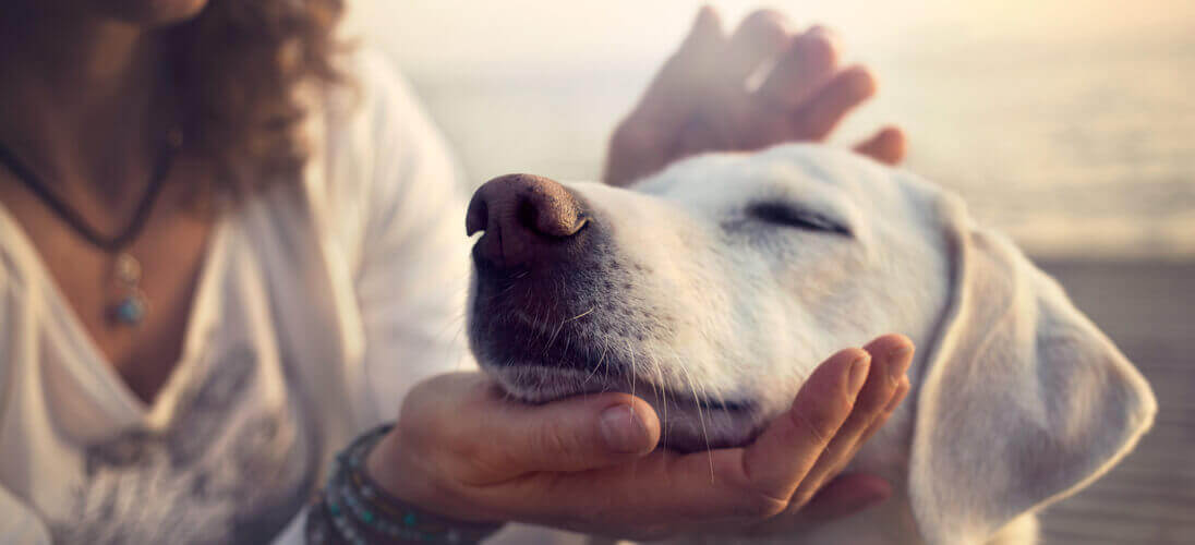 Hondenziekte, daar lusten de honden geen brood van! - Dierenarts.nl