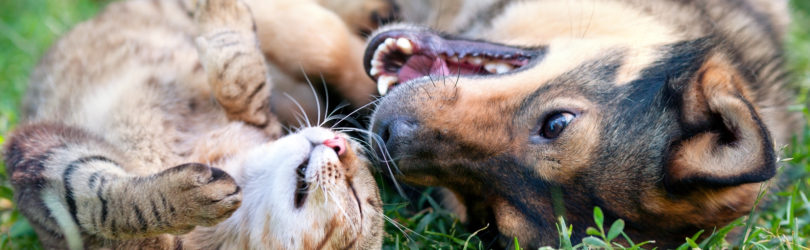 Jouw dierenarts
