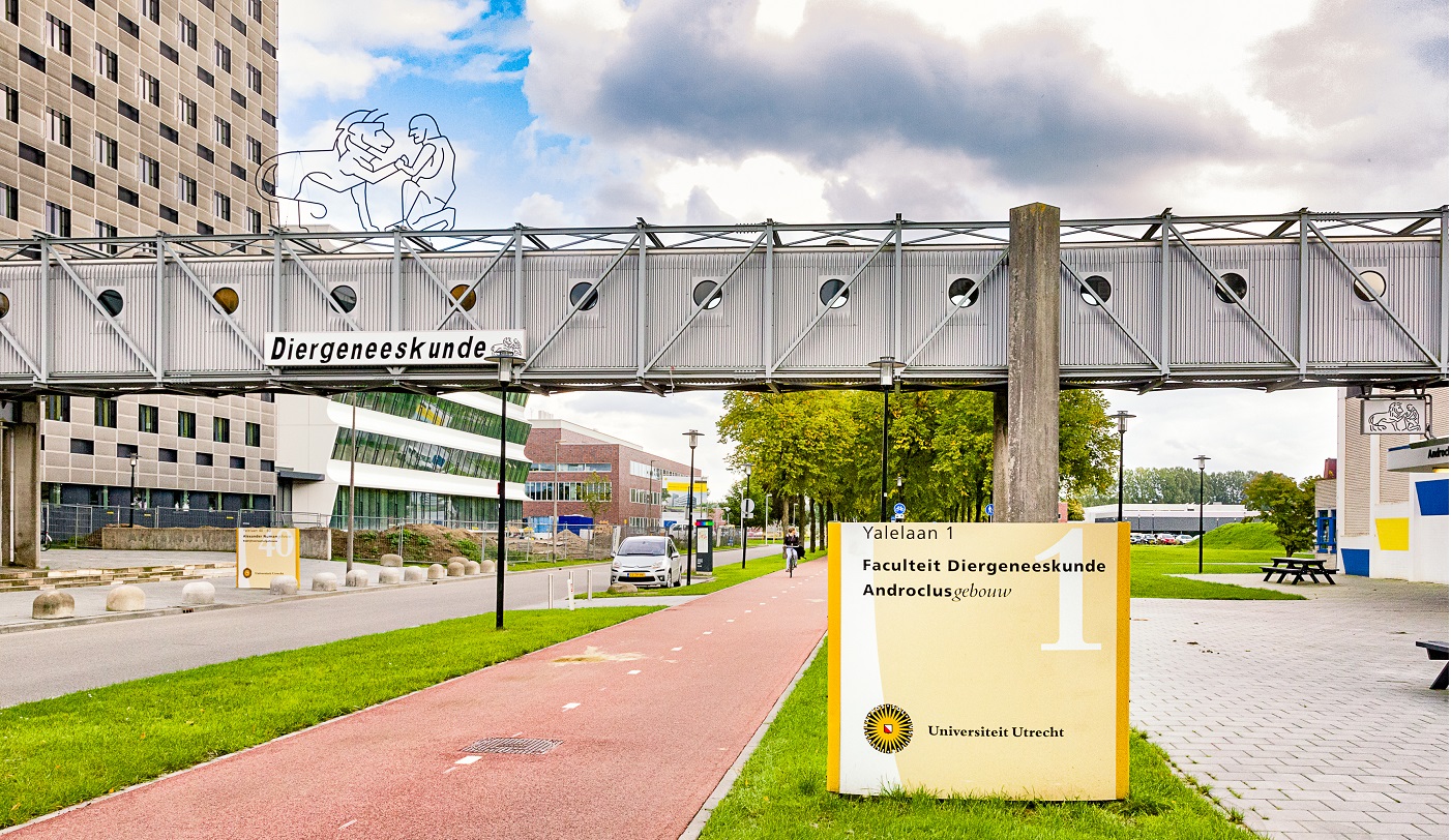 Welke opleiding moet ik volgen om dierenarts te worden?