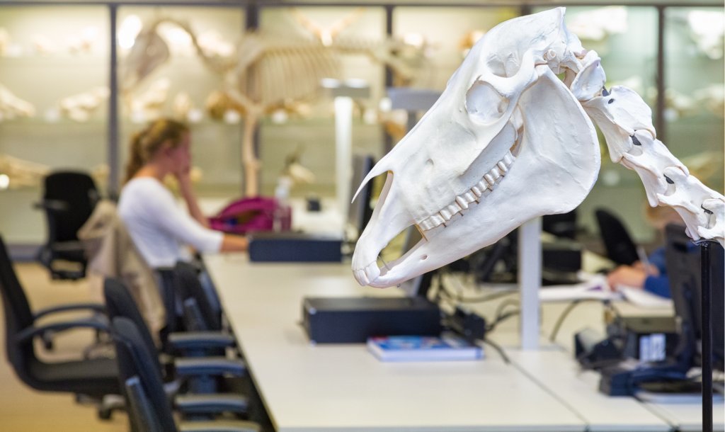 Studie diergeneeskunde, maar geen dierenarts? Dierenarts.nl