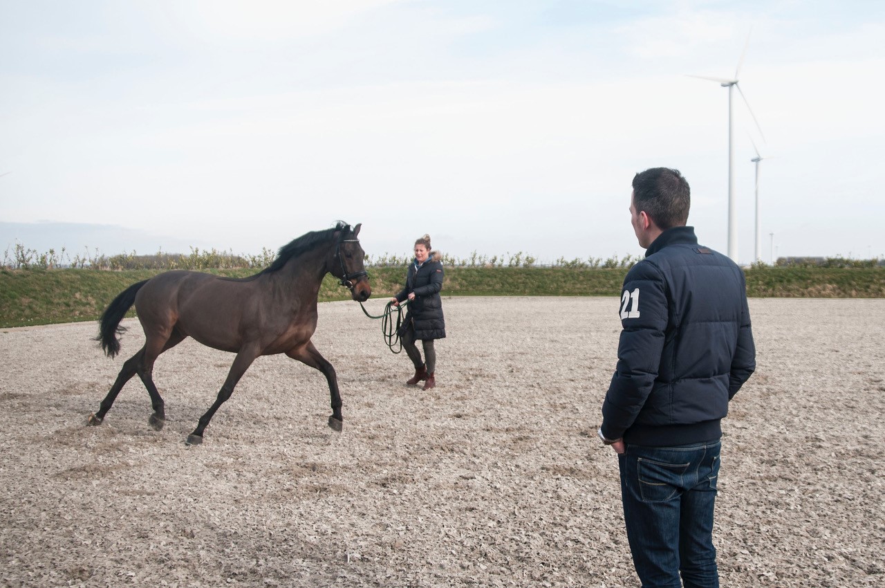 Keuring paard