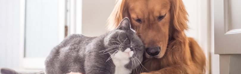 Hond en kat