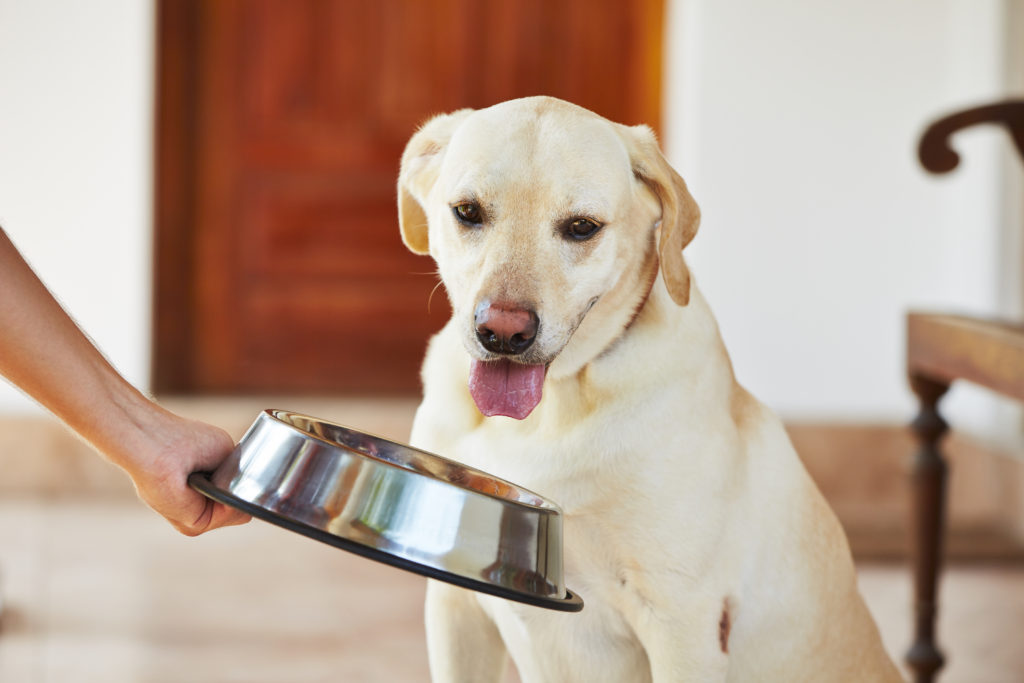 Rauw vlees is het voeren van rauw vlees aan je hond of kat zonder risico