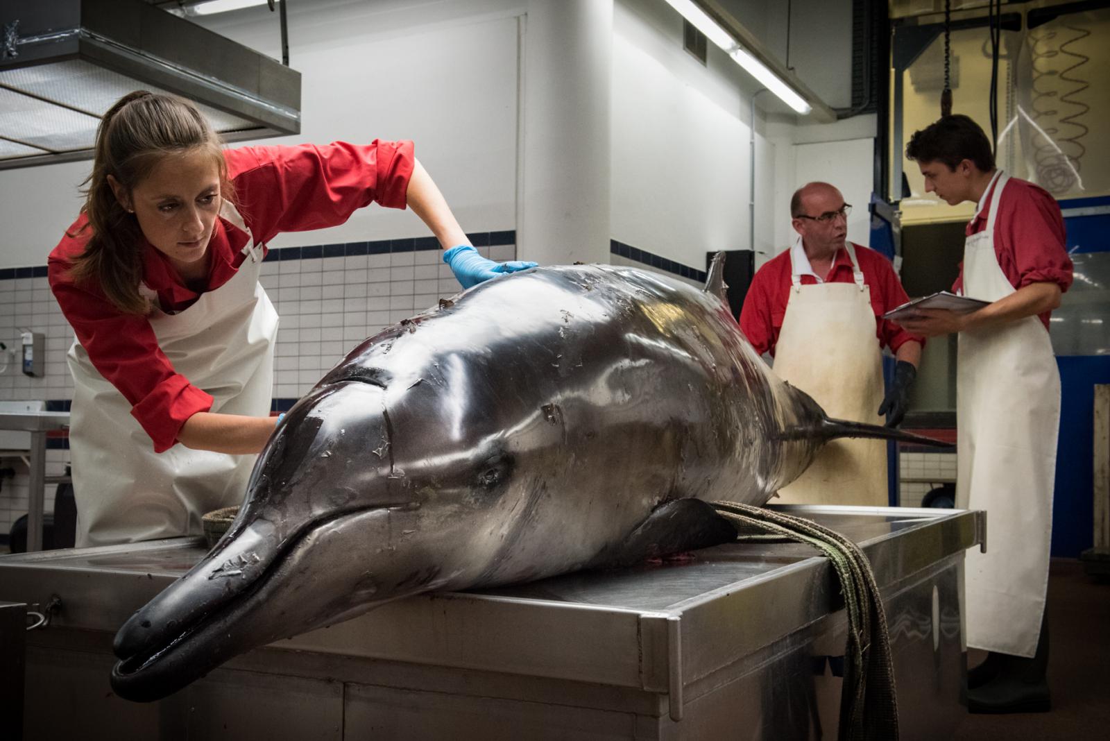 Lonneke IJsseldijk Diergeneeskunde