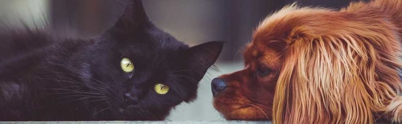Ontwormen hond en kat