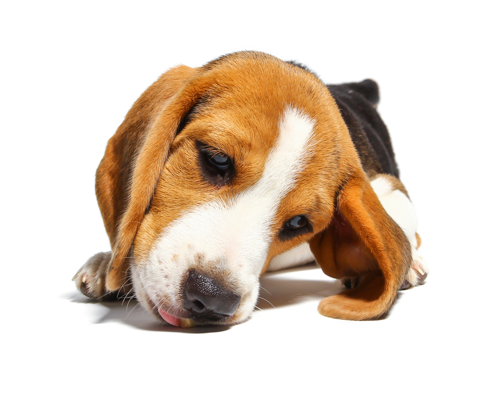 shutterstock_231151885