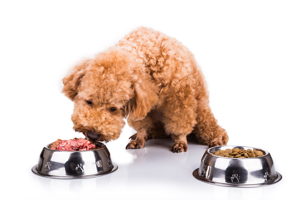 Rauw vlees is het voeren van rauw vlees aan je hond of kat zonder risico