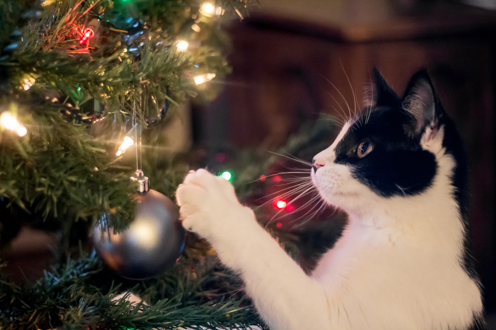 Kerstboom kan gevaarlijk zijn voor je huisdier Dierenarts.nl