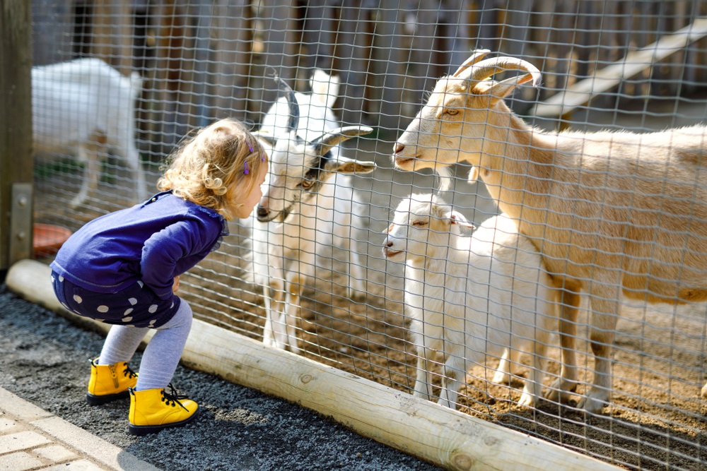 NVWA Spoort Geiten En Schapenhouders Aan Om Dieren Te Vaccineren 
