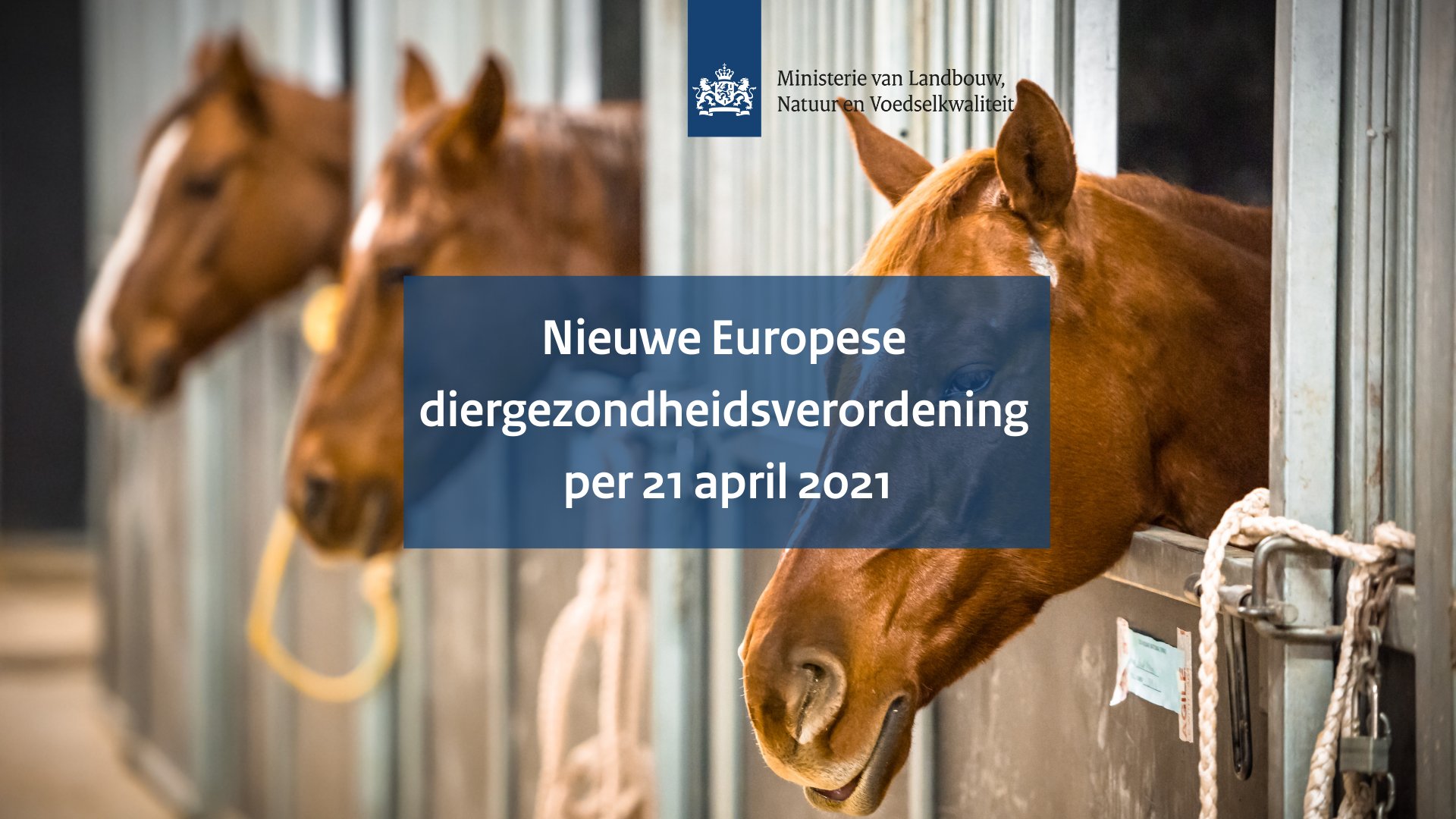 Paspoort en registratie van de locatie van paarden verplicht